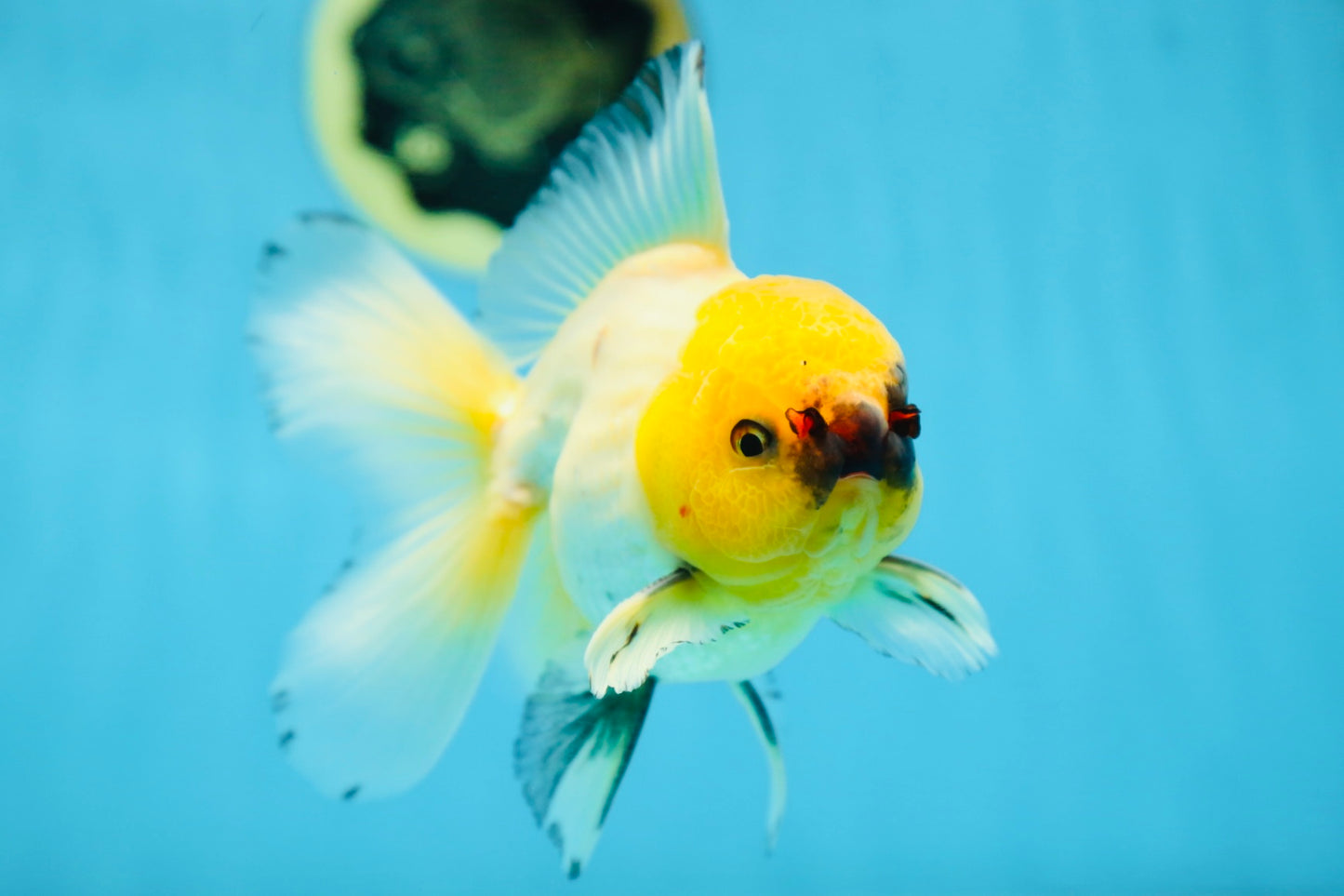 A Grade UNIQUE Lemonhead Oranda Male 5-5.5 inches #090525OR_13