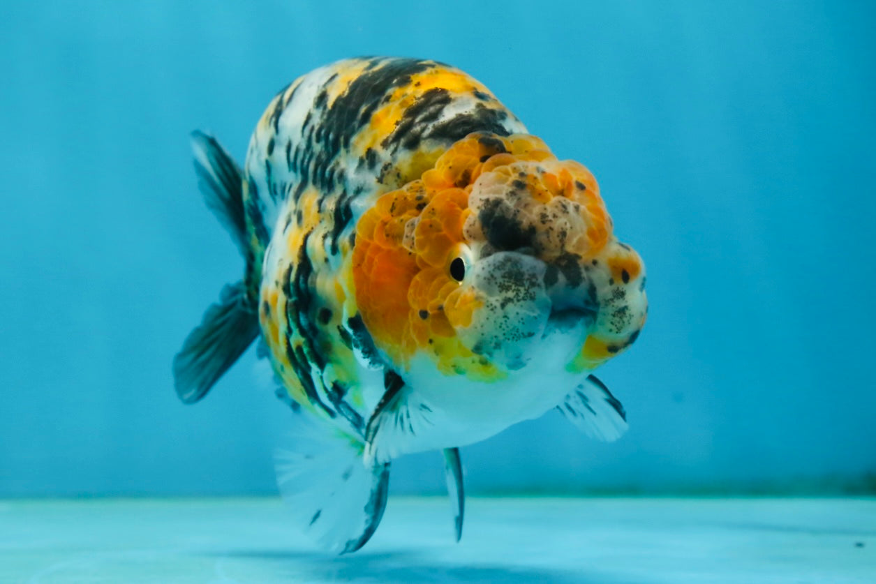 A Grade Tricolor Tiger LionKing 4.5-5 inches #062725LC_02