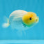 A Grade Lemonhead LionKing 4 inches #0913LC_30