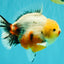 AAA Grade Marble Yuanbao Male 5-5.5 inches #100226YB_08