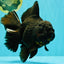 KING KONG AAA Grade Black Oranda Female 8 inches #100926OR_11