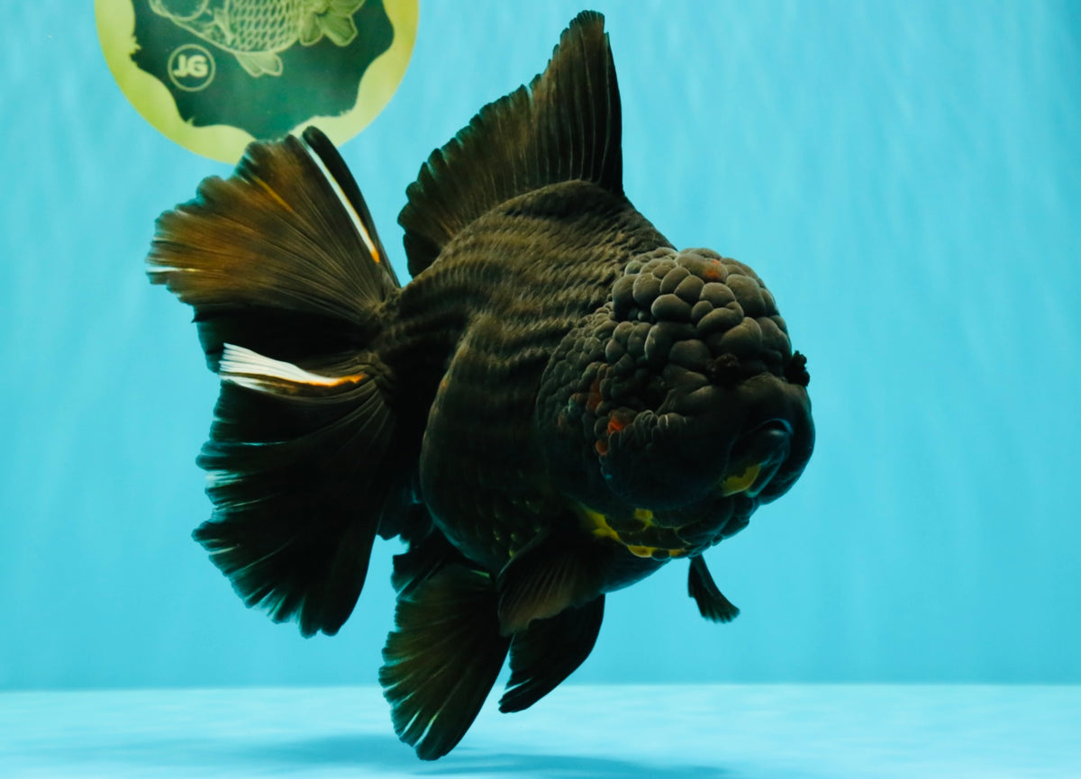 KING KONG AAA Grade Black Oranda Female 8 inches #100926OR_11
