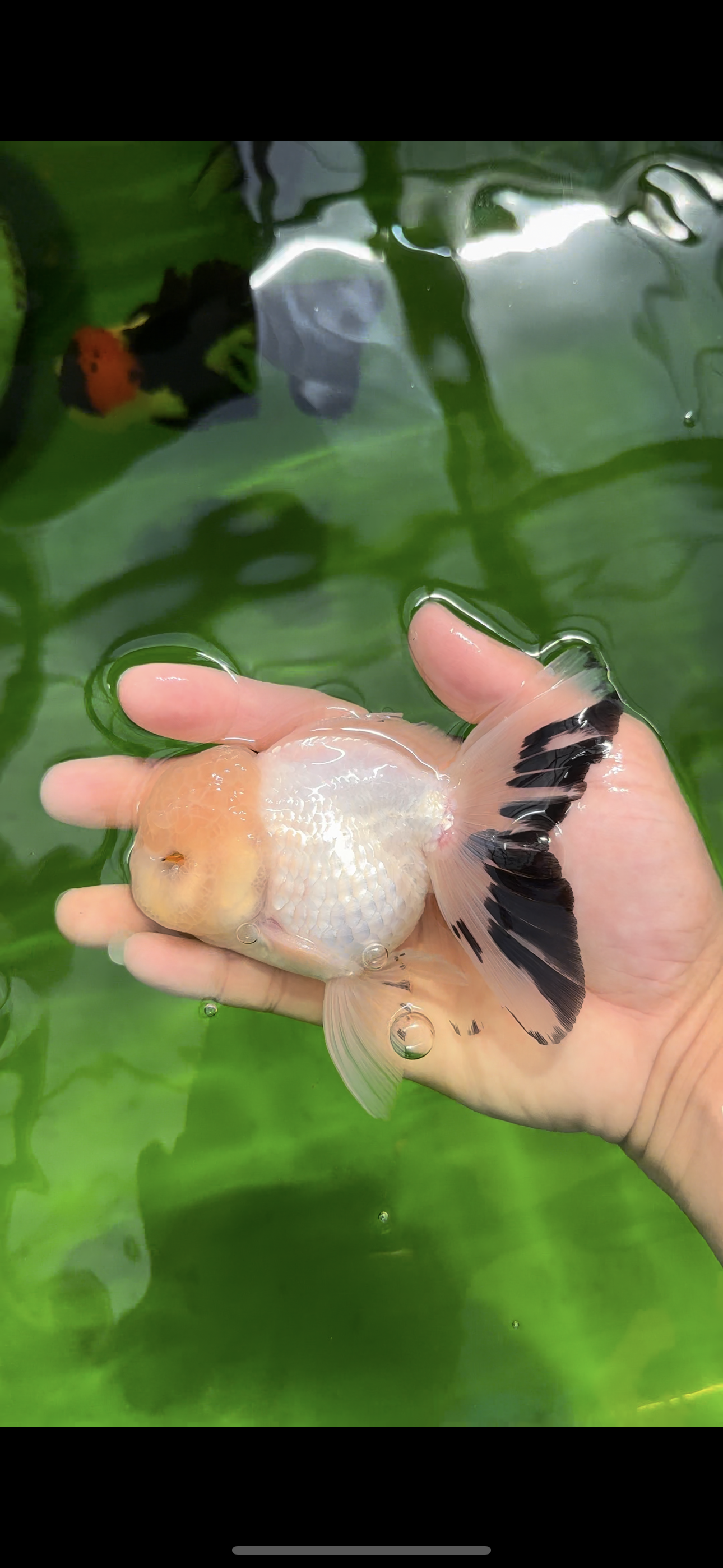 AAA Grade Lemonhead Snow White Oranda Male 5 inches #0510OR_07