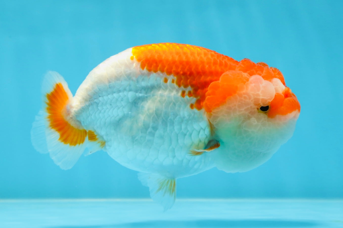 A Grade CHONKY Red White LionQueen 4.5-5 inches #051625LC_36