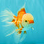 FLUFFY TAIL A Grade Jade Head Red White Oranda Male 5.5-6 inches #090426OR_13