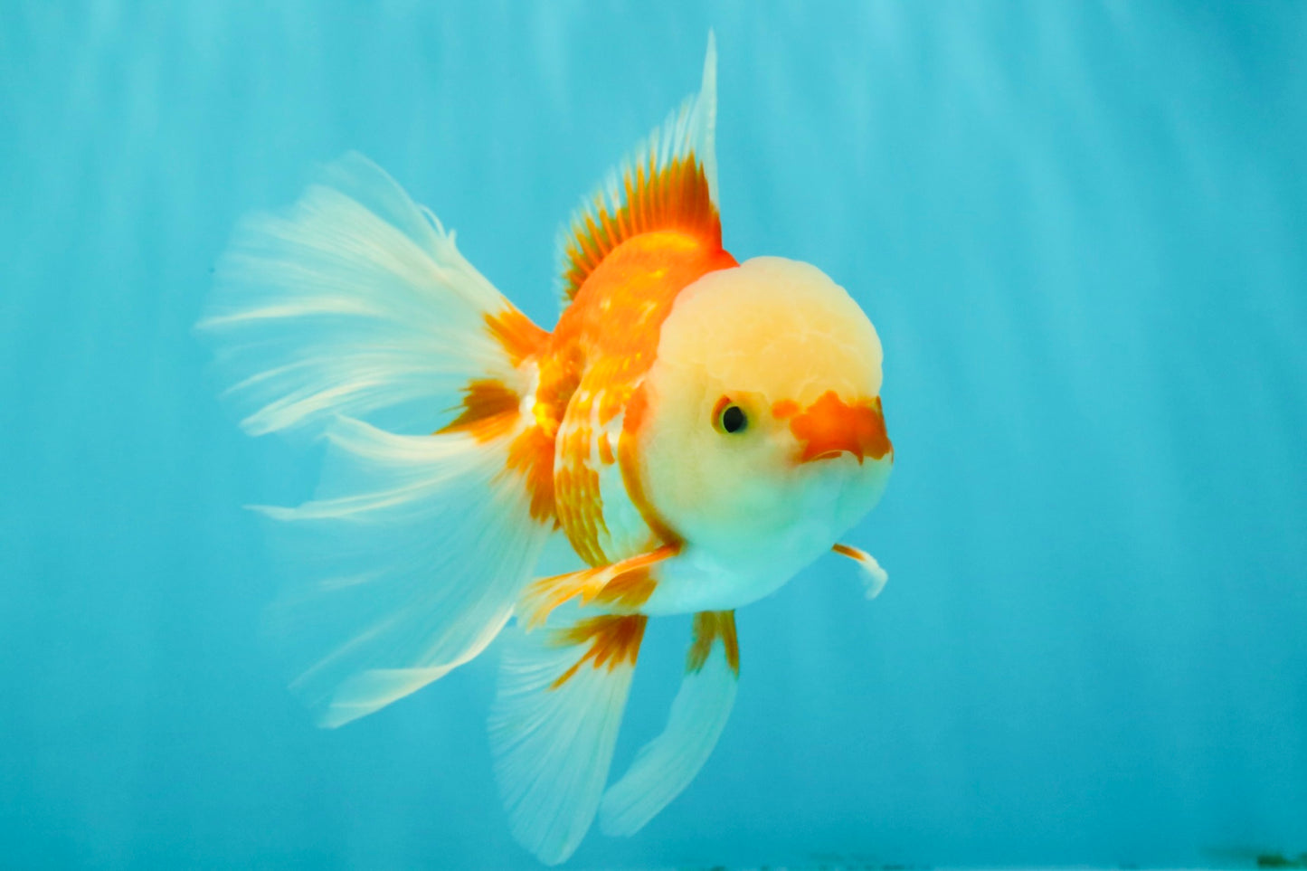 FLUFFY TAIL A Grade Jade Head Red White Oranda Male 5.5-6 inches #090426OR_13