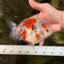 Calico Yuanbao Male 5.5 inches #051526YB_05