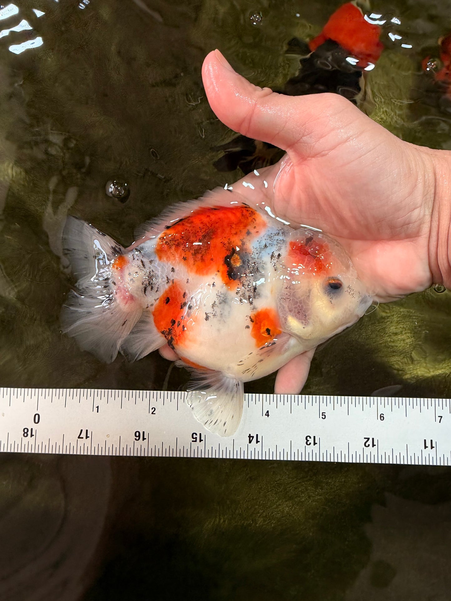 Calico Yuanbao Male 5.5 inches #051526YB_05