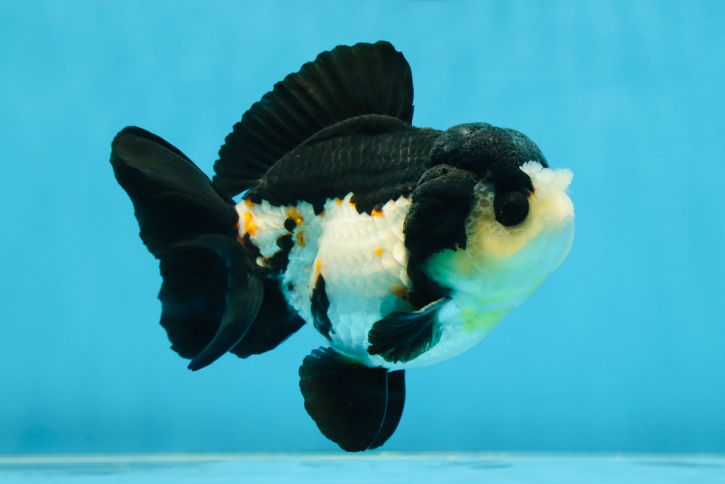 Chubby Pompom Panda Button Eyes Yuanbao Male 4.5 inches #071125YB_16