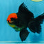 A Grade UNIQUE Red Head Oranda Male 5 inches #080125OR_29