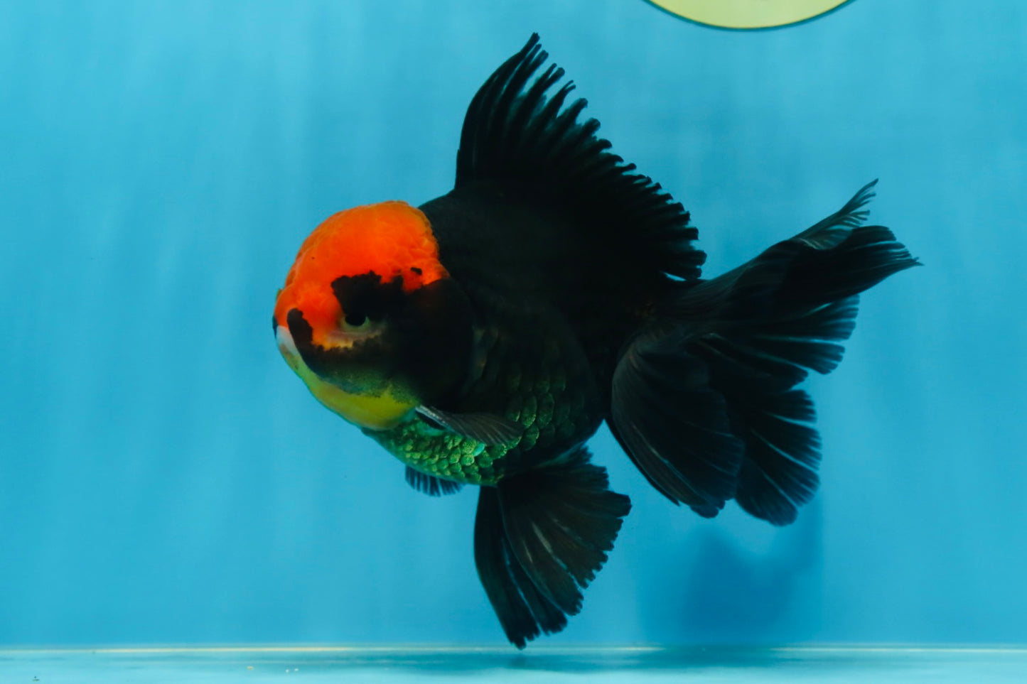 A Grade UNIQUE Red Head Oranda Male 5 inches #080125OR_29