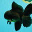 A Grade Black Oranda Male 5.5-6 inches #102326OR_11
