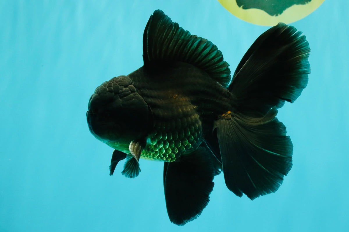 A Grade Black Oranda Male 5.5-6 inches #102326OR_11