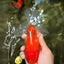 A Grade Red White Oranda Female 5.5-6 inches #101626OR_14