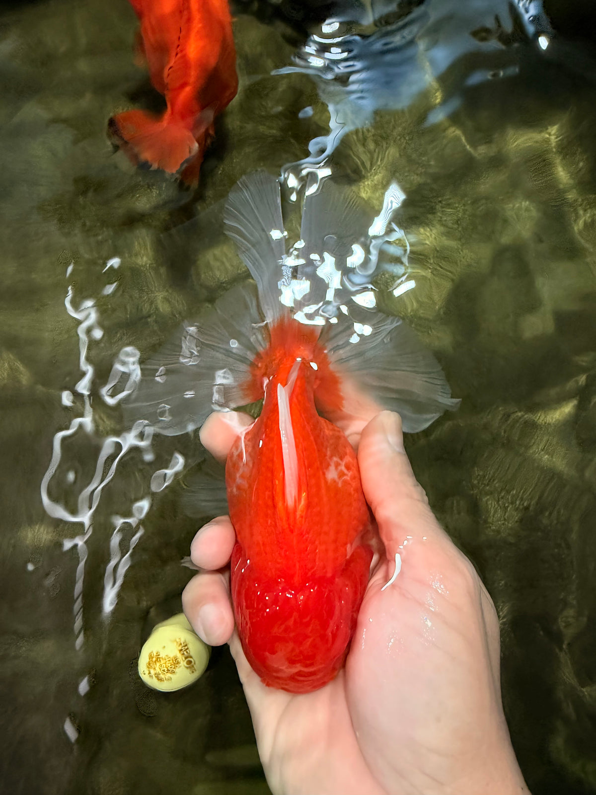 A Grade Red White Oranda Female 5.5-6 inches #101626OR_14
