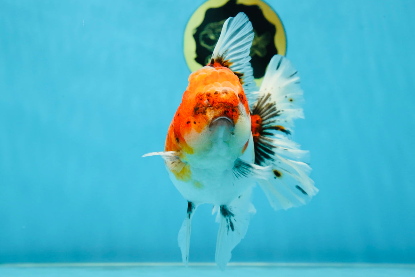 A Grade Sakura Oranda Female 6 inches #060625OR_29