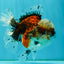 A Grade Calico Oranda Female 5.5 inches #050126OR_05