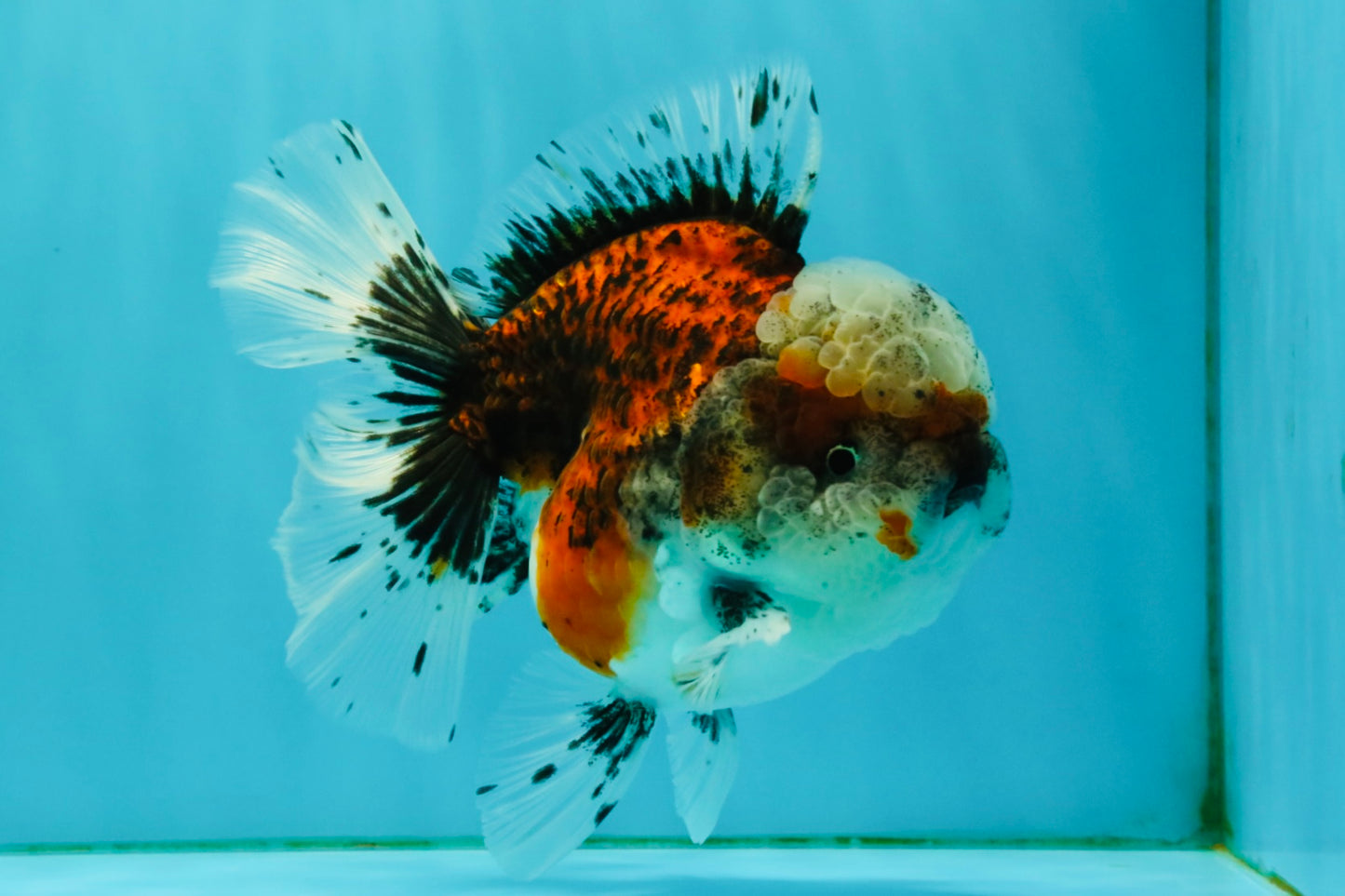 A Grade Calico Oranda Female 5.5 inches #050126OR_05