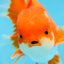 AAA Grade BEAUTY Red White Oranda Male 6 inches #082925OR_16