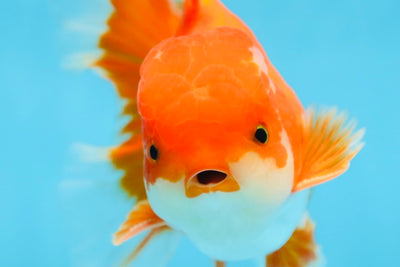 AAA Grade BEAUTY Red White Oranda Male 6 inches #082925OR_16