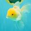 A Grade White Oranda Male 5-5.5 inches #102326OR_18