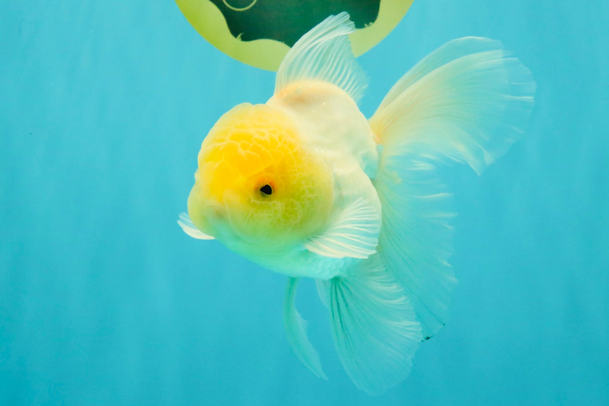A Grade White Oranda Male 5-5.5 inches #102326OR_18