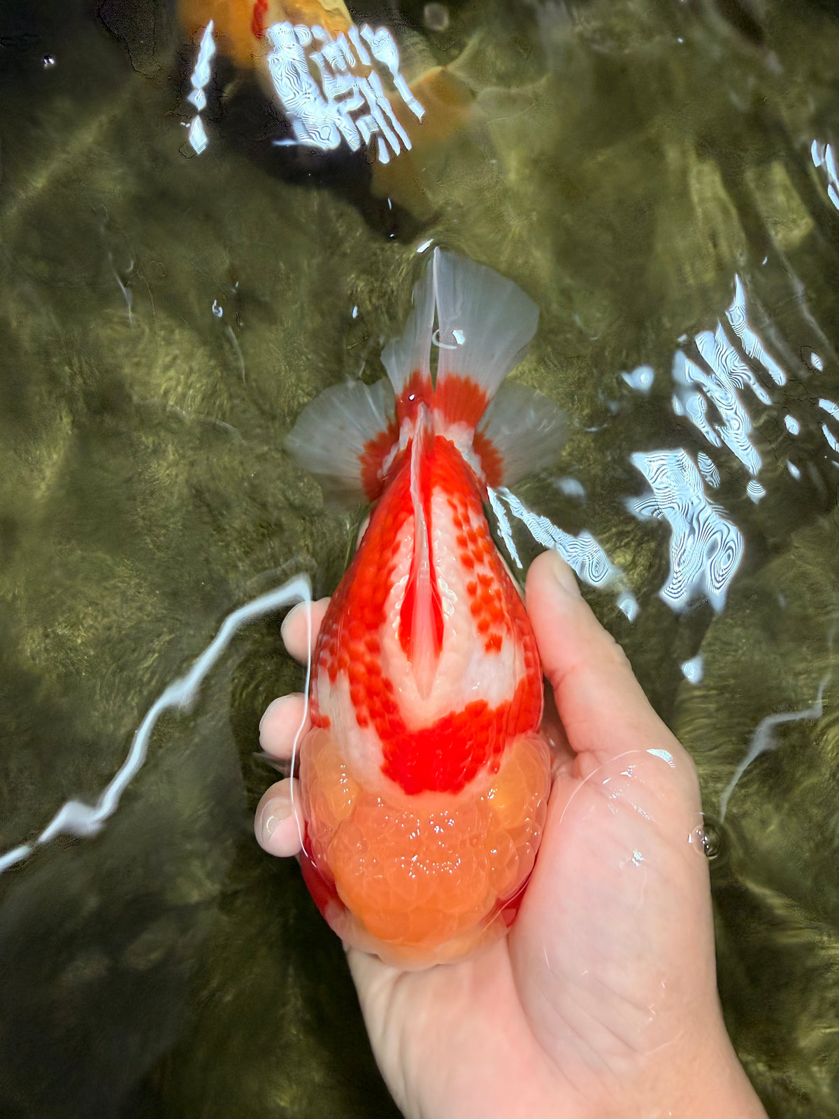 SUPER CUTE AAA Grade Strong Body Structure Kohaku Red White Yuanbao Male 6 inches #092526YB_12