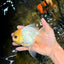 White Oranda Female 5.5 inches #111425OR_14
