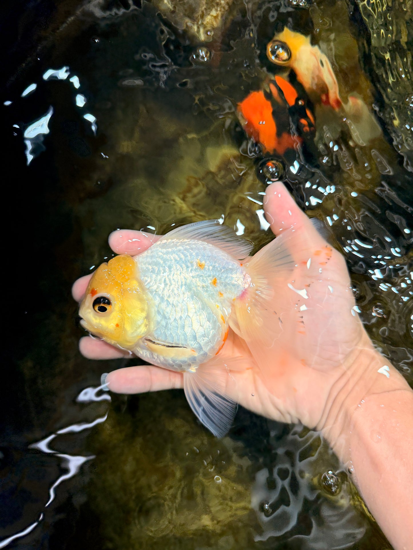 White Oranda Female 5.5 inches #111425OR_14
