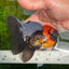 BIG HEAD AAA Grade Red Head Oranda Male 4.5-5 inches #1004OR_36