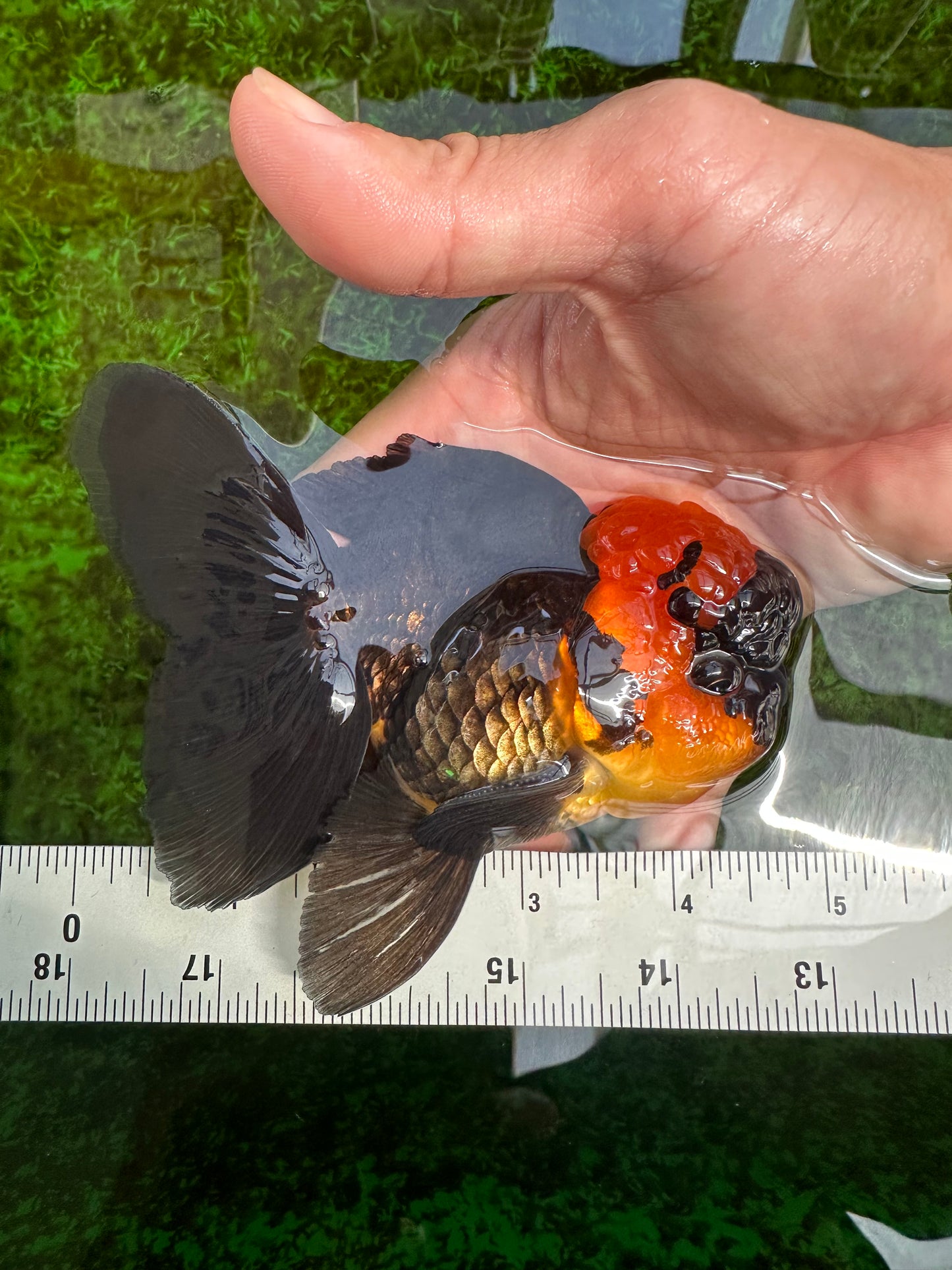 BIG HEAD AAA Grade Red Head Oranda Male 4.5-5 inches #1004OR_36