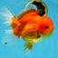 SUPER CUTE A Grade Red White Oranda Female 6.5 inches #110725OR_01