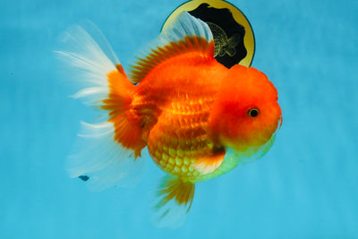 SUPER CUTE A Grade Red White Oranda Female 6.5 inches #110725OR_01
