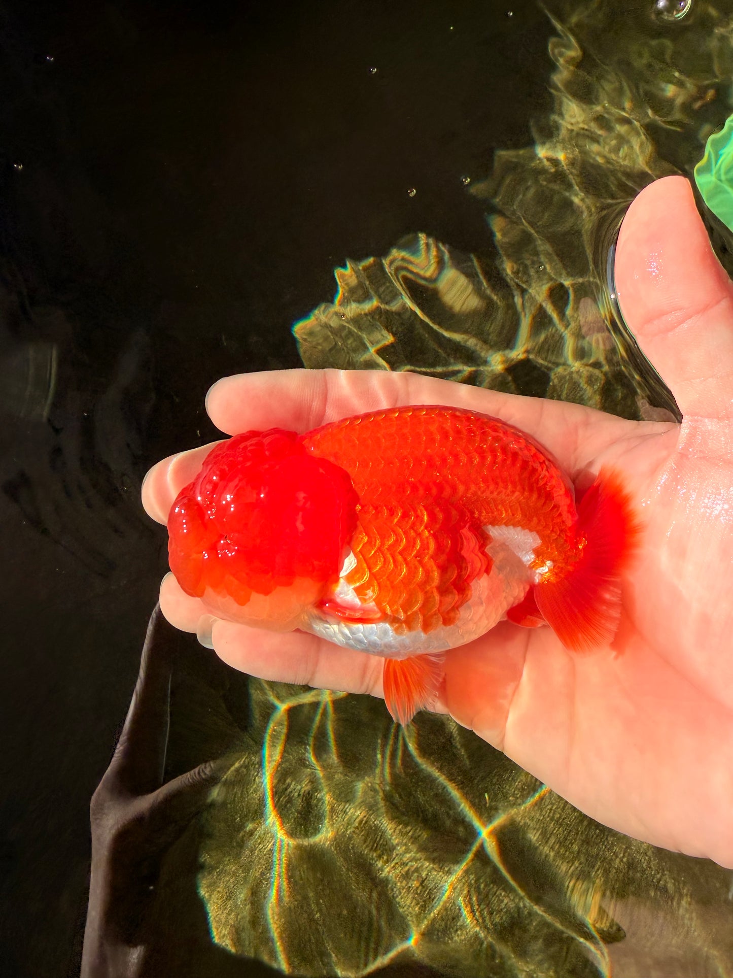 A Grade Dragon Head Red White LionQueen 4 inches #022726LC_26