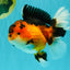 AAA Grade Apache Oranda Female 5.5-6 inches #071026OR_26