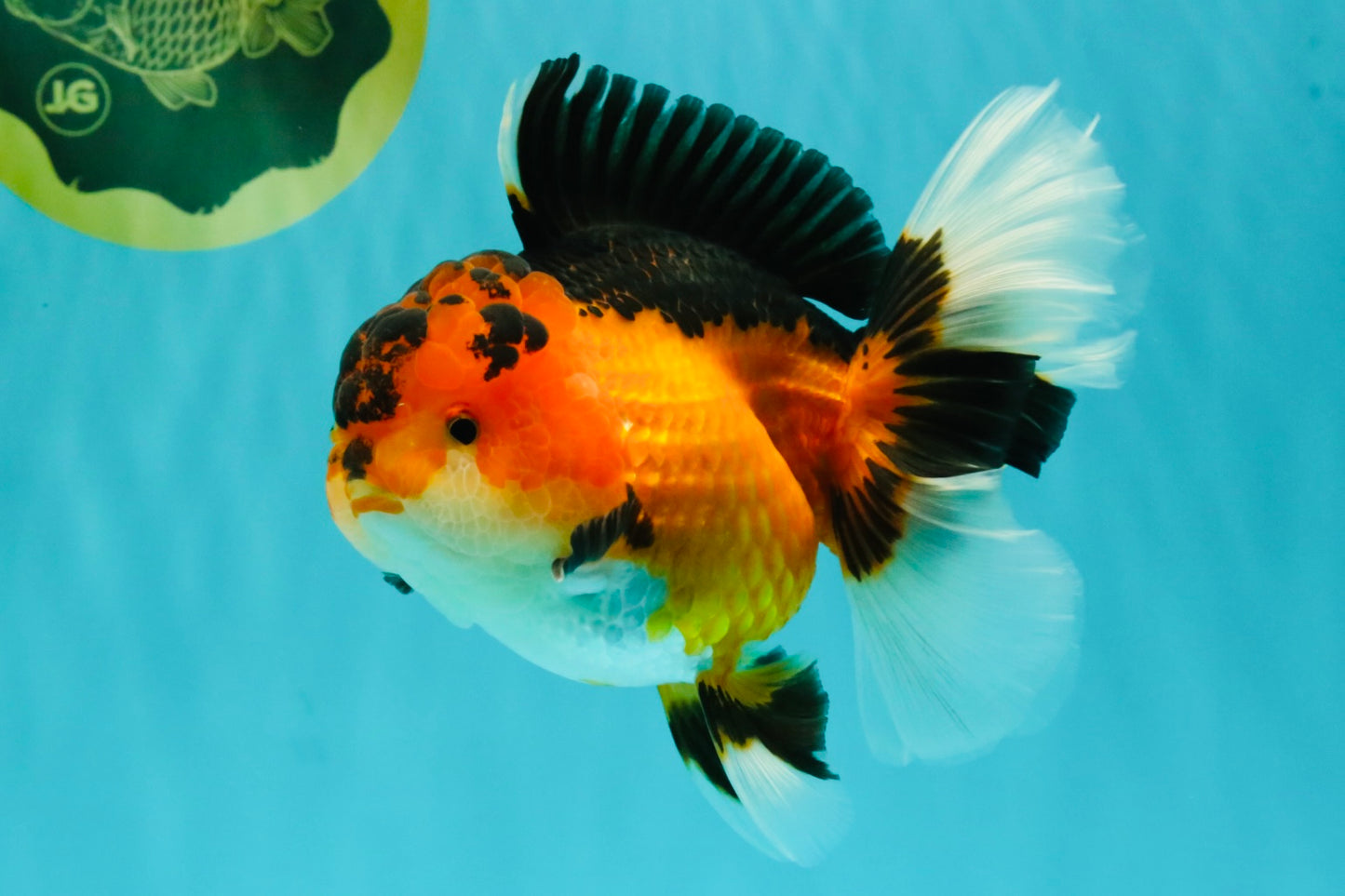 AAA Grade Apache Oranda Female 5.5-6 inches #071026OR_26