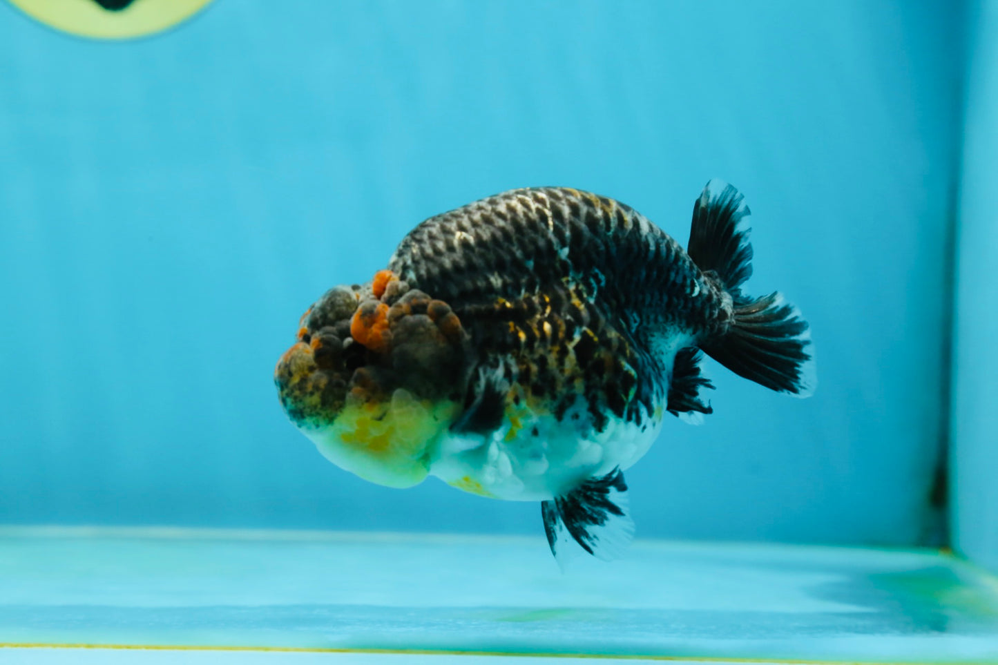 A Grade High Back Blue Kirin LionQueen 3.5-4 inches #050925LC_07