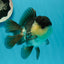 A Grade Panda Oranda Male 4.5-5 inches #1004OR_37