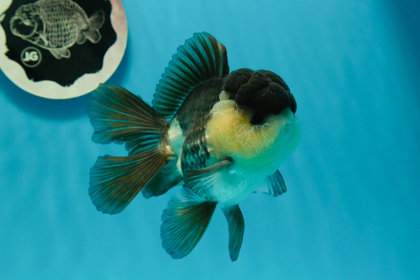 A Grade Panda Oranda Male 4.5-5 inches #1004OR_37