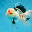 A Grade Tricolor Lipstick Kiss Button Eyes  Oranda Male 5.5 inches #020725OR_26