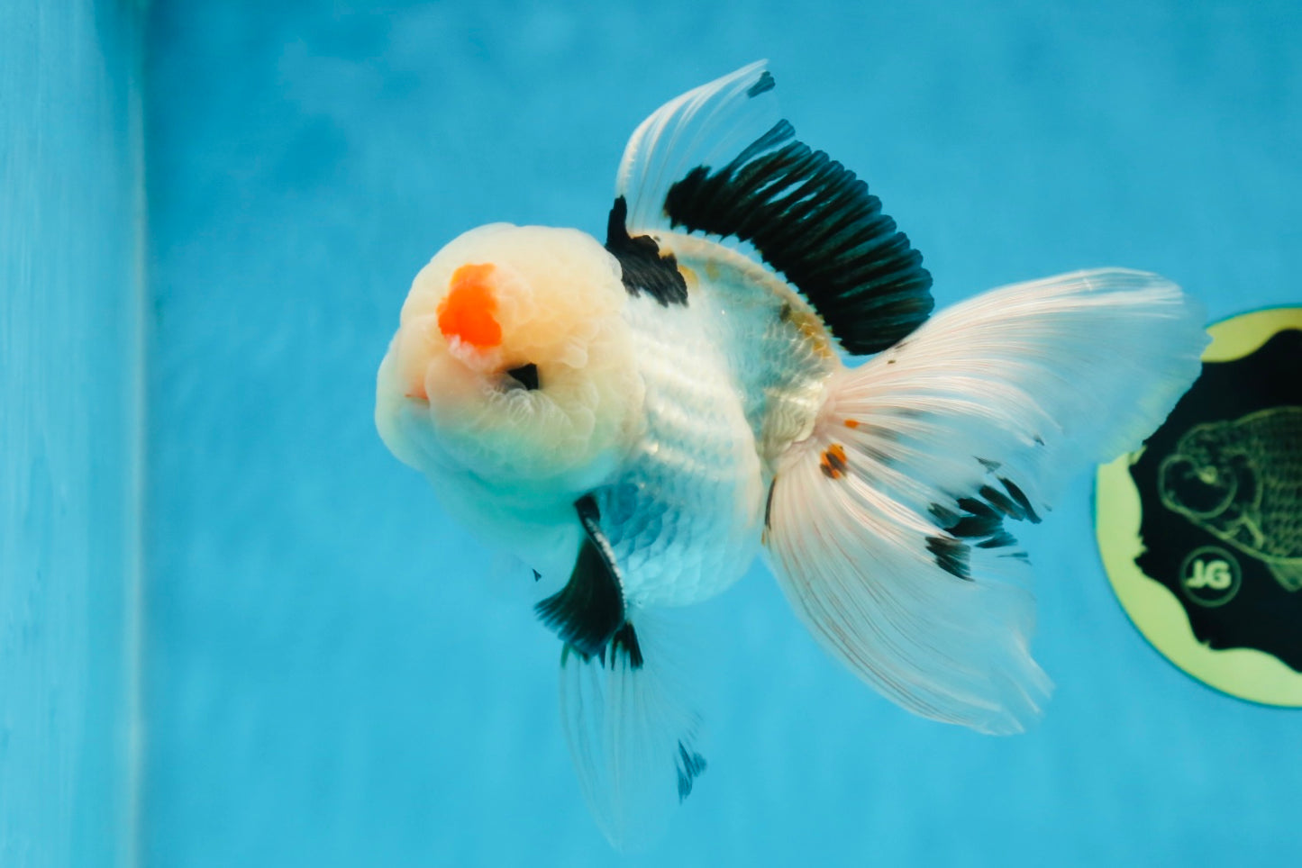 A Grade Tricolor Lipstick Kiss Button Eyes  Oranda Male 5.5 inches #020725OR_26