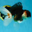 AAA Grade Tricolor  Button Eyes Oranda Male 4.5-5 inches #053025OR_21