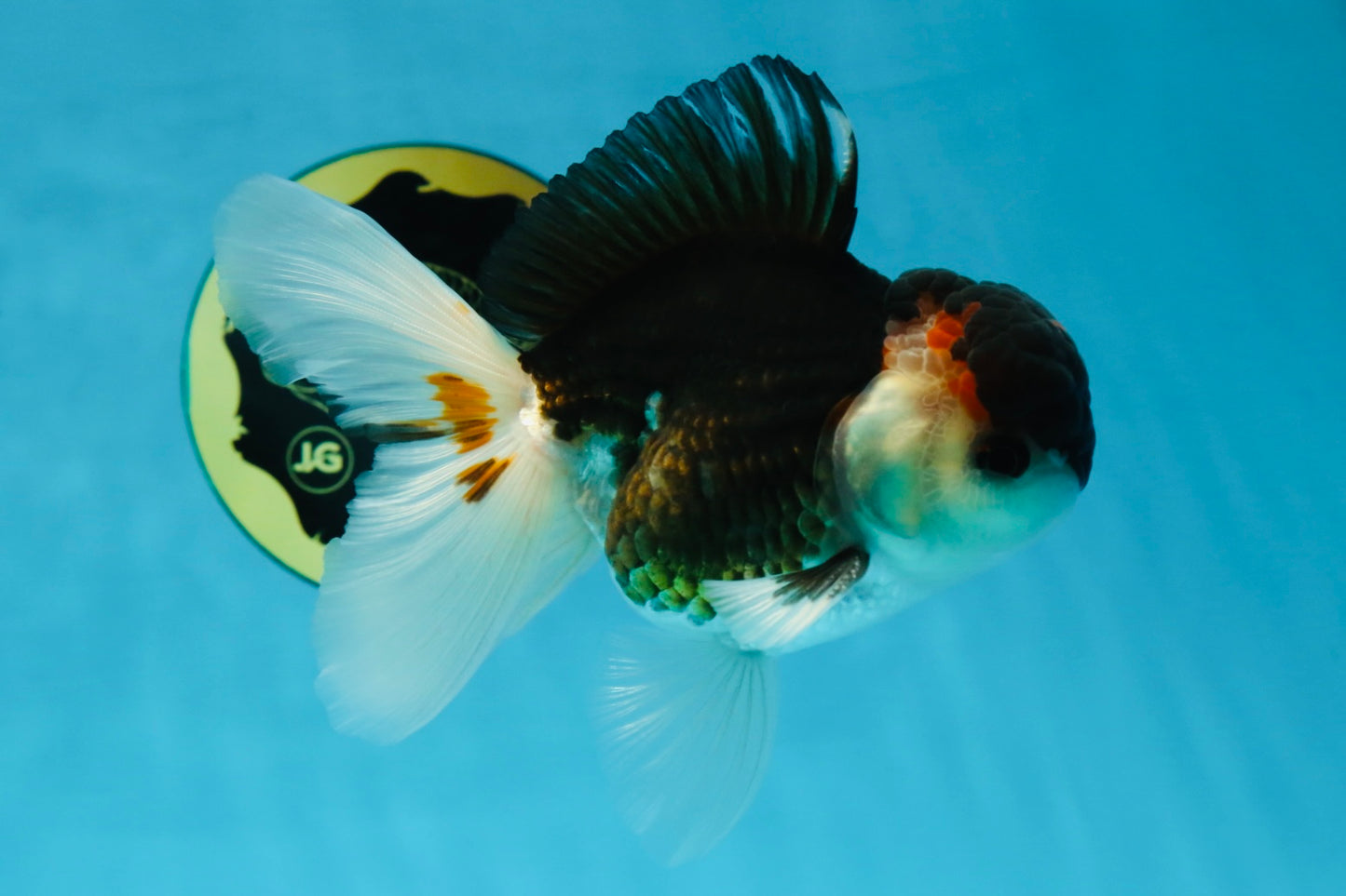 AAA Grade Tricolor  Button Eyes Oranda Male 4.5-5 inches #053025OR_21