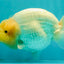 SPECIAL White Buffalo Ranchu Female 5.5 inch #092526RC_21
