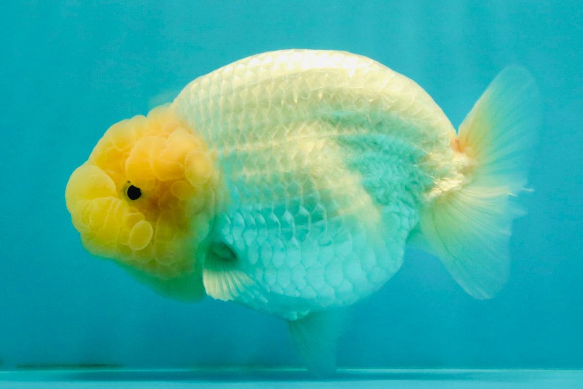SPECIAL White Buffalo Ranchu Female 5.5 inch #092526RC_21