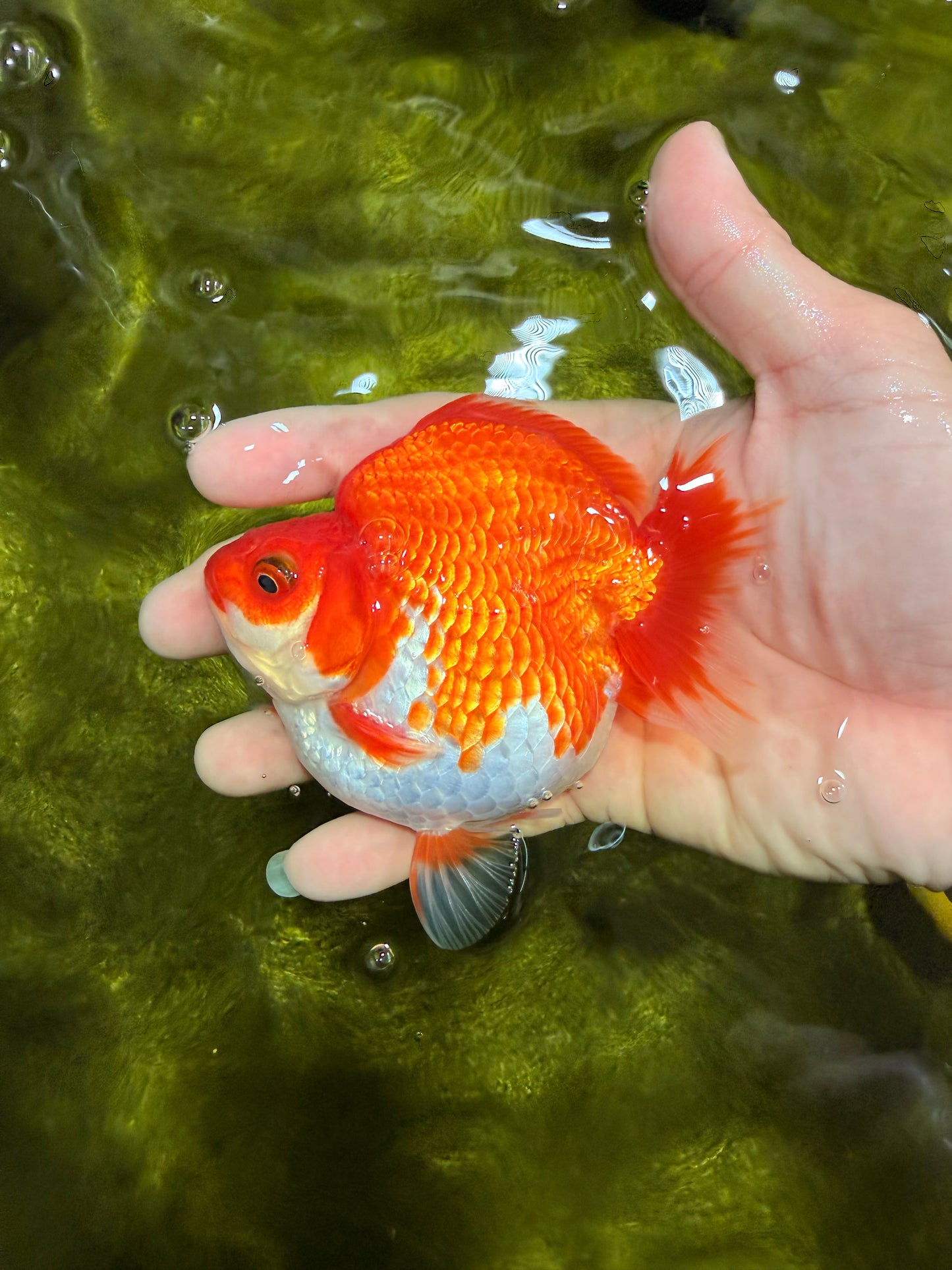 AAA Grade Red White Ryukin Female 4 inches #022026RK_12