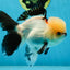 Tricolor Oranda Male 5 inches #051625OR_22