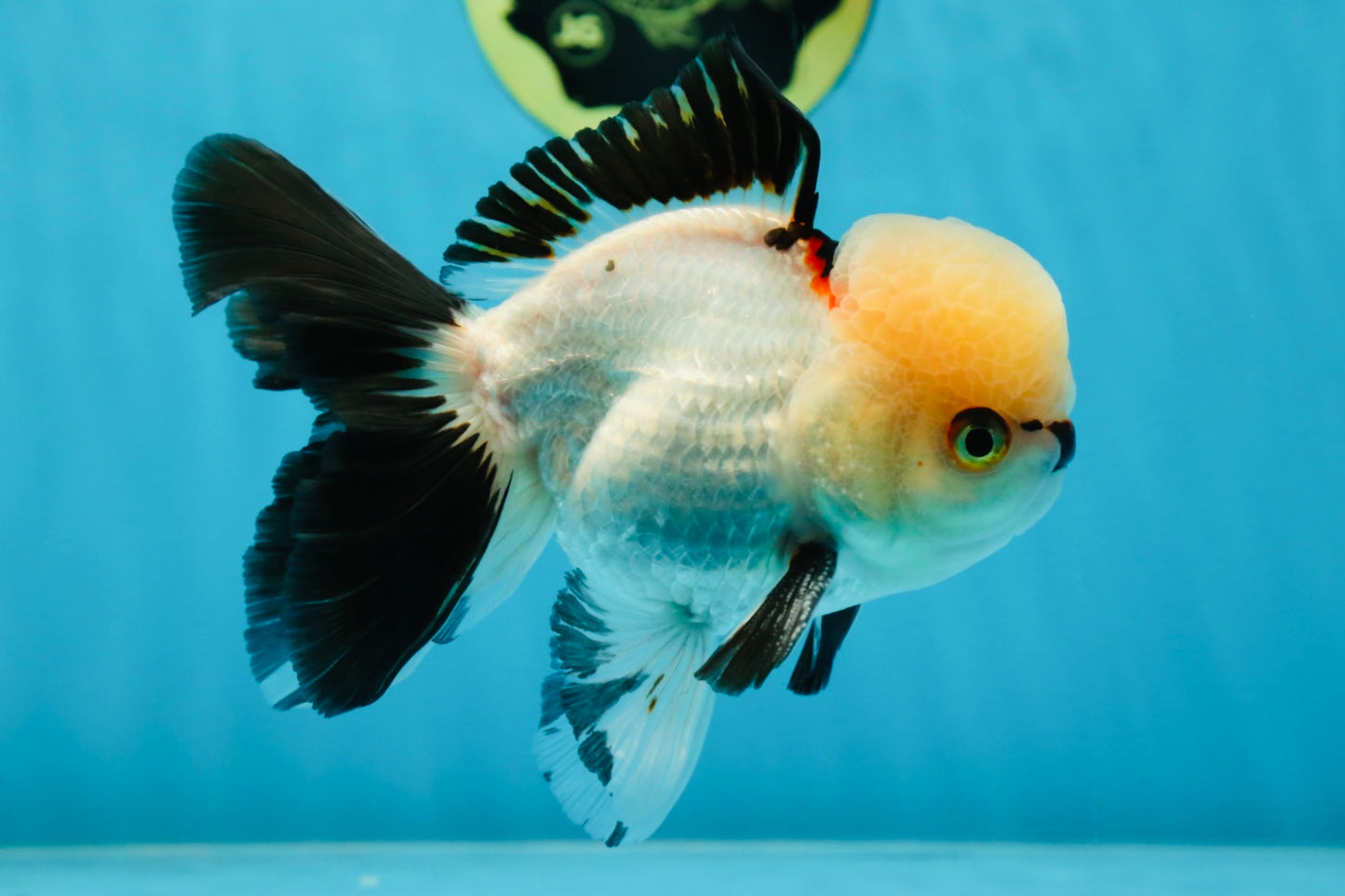 Tricolor Oranda Male 5 inches #051625OR_22