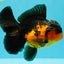 AAA Grade Lava Apache Oranda Male 5.5 inches #032026OR_10