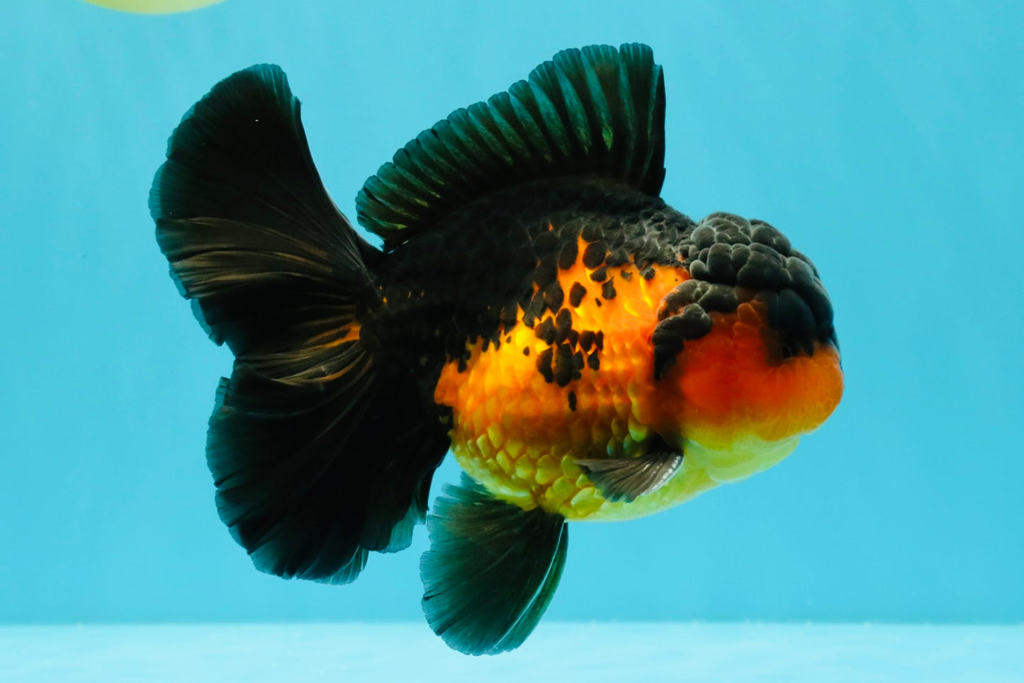 AAA Grade Lava Apache Oranda Male 5.5 inches #032026OR_10